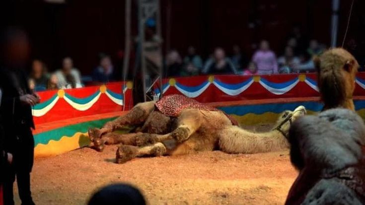 Orrore al circo, M5s alla giunta Cirio: “Un anno fa promettevate interventi: non avete fatto nulla”