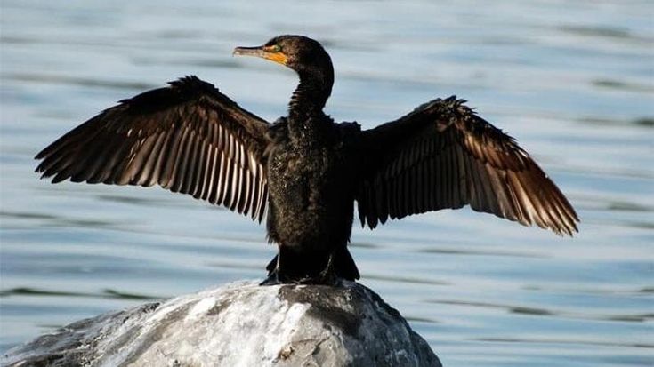In Lombardia la Lega dichiara guerra ai cormorani: “Mettono a rischio la pesca”