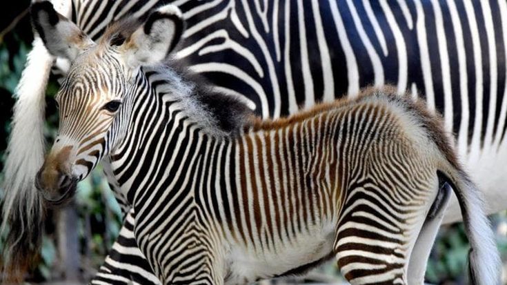Bioparco di Roma, nata la piccola zebra a rischio estinzione: la sua specie Grevy sta scomparendo dal pianeta