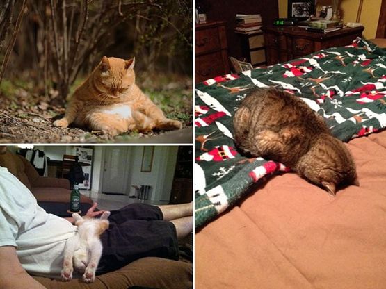 Gatti campioni di pigrizia, i posti più assurdi dove riescono a dormire  