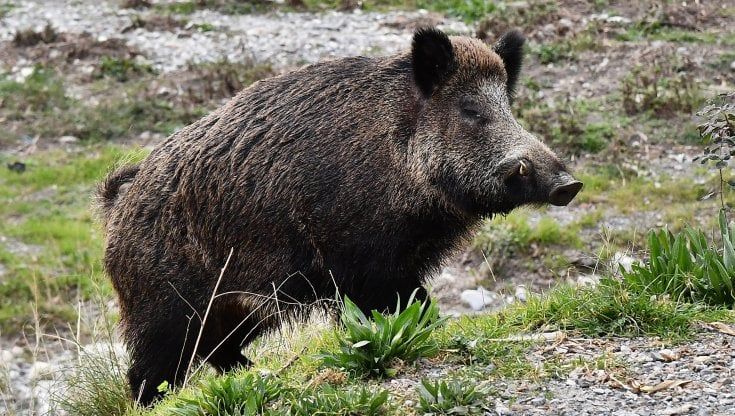 Toscana: "Estendere ad altre zone il piano Elba anti-cinghiali"