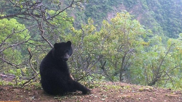 In Bolivia grazie alle api si protegge l’orso delle Ande