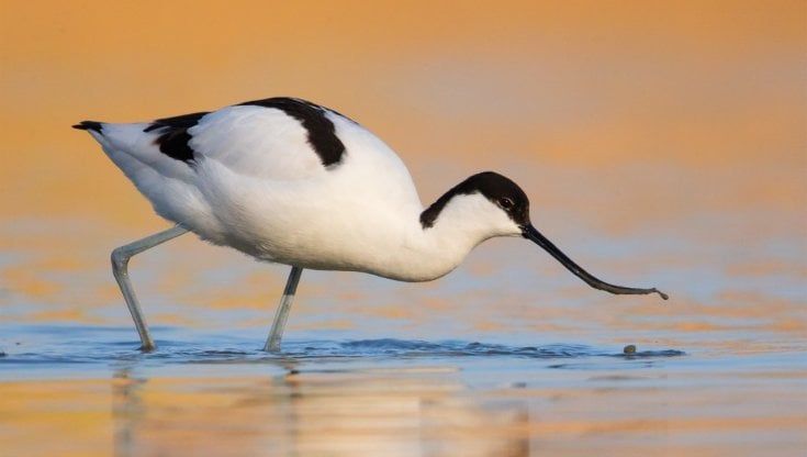 Parmense, bracconiere abbatte un raro esemplare di Avocetta