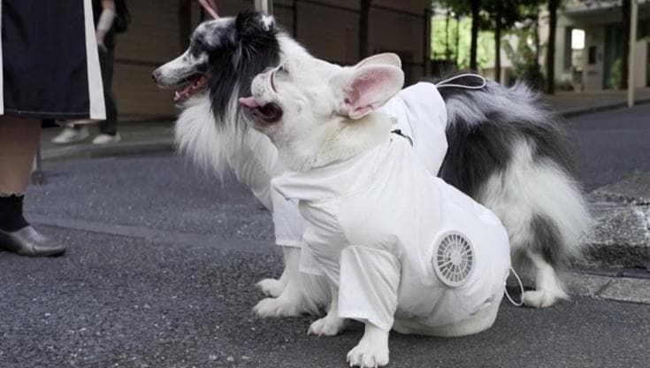 Tokyo, scatta la moda dei giubbetti con l'"aria condizionata" per cani e gatti: "Felici a 40 gradi"
