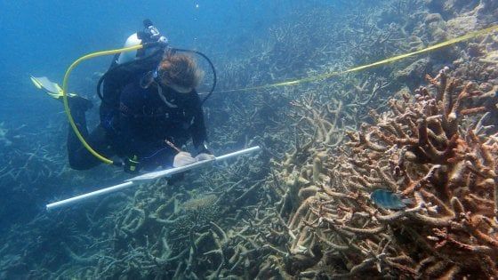 Oltre allo sbiancamento, malattie e predatori: Grande Barriera sempre più a rischio