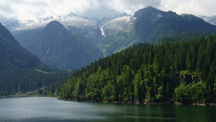 L'avanzata delle foreste: "Sono un terzo dell'Italia"