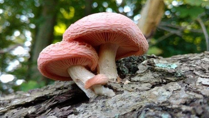 I funghi che rischiano di sparire nei nostri boschi per la crisi climatica