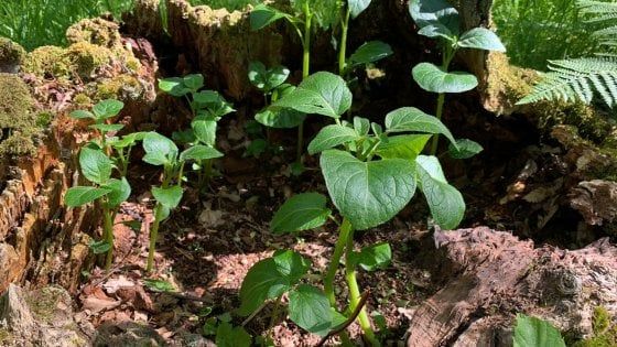 Gli orti naturali nei boschi, una tradizione secolare fra Borgotaro e Pontremoli
