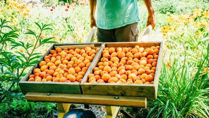 Cifiello (Coop): "Contro il caporalato più dignità alle persone, al lavoro e alla terra"