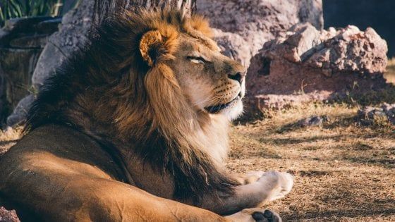 Giornata mondiale del leone, il Wwf: ''Salviamo il re della foresta"