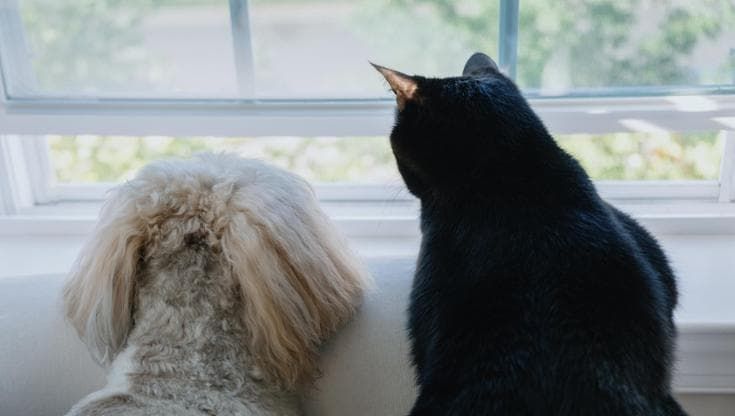 Non solo pulci e zecche, alcuni farmaci veterinari danneggiano anche l'ambiente
