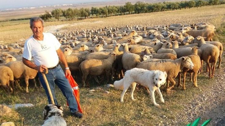Investito con il suo gregge, è morto a 65 anni Michele Turco: era l’ultimo custode della transumanza