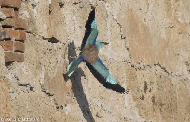 Alla ricerca della ghiandaia marina: il progetto che monitora l’uccello turchese nel Casertano