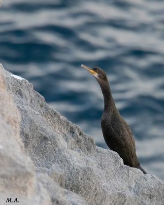 Ischia, sorpresa tra gli scogli: spunta un marangone dal ciuffo