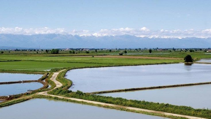 Riso e siccità l’annus horribilis, ma la domanda sale