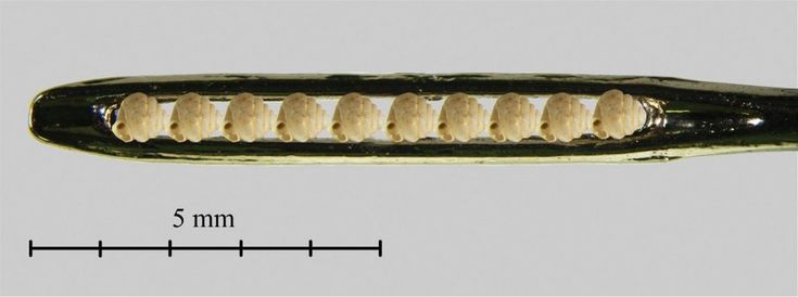 La conchiglia più piccola del mondo, nella cruna di un ago ce ne stanno dieci 