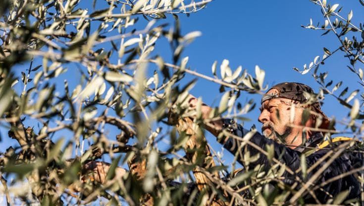 L’economia globale dipende dalle foreste