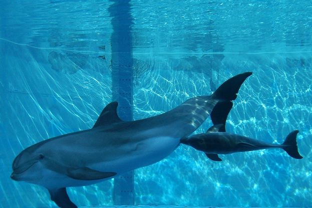 Fiocco azzurro al parco Oltremare: &egrave; nato un delfino