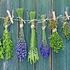 Le erbe officinali diventano cibo prezioso