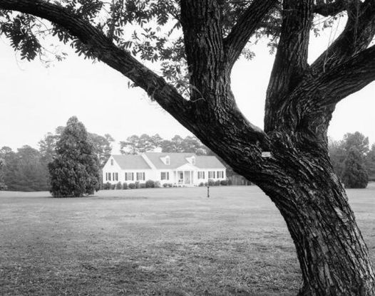 Golf, Augusta perde un simbolo: tagliato l'albero di Eisenhower