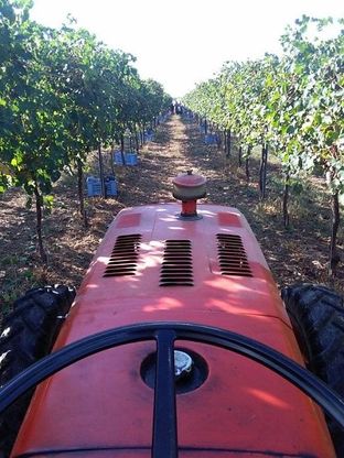 Che bella la vendemmia nelle immagini dei vignaioli