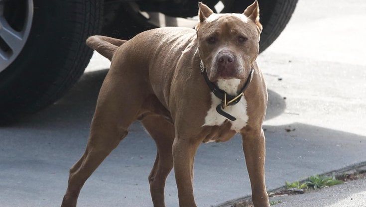 Pitbull femmina azzanna una bambina che si avvicina ai suoi cuccioli, l'appello per salvarla: "Non sopprimetela, ha agito per difesa"