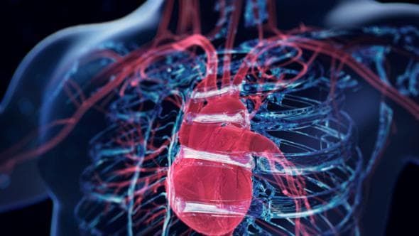 I cuori trapiantati sembrano acquisire l'età dei corpi dei riceventi