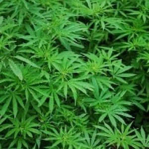 Sanità, l'appello di Toti e Viale al ministro: "Manca la cannabis in Liguria"