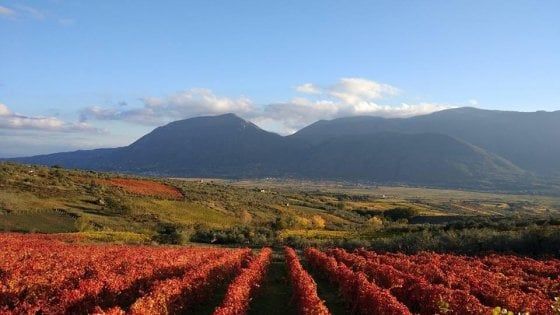 Sannio Falanghina "Città europea del Vino 2019", gli appuntamenti