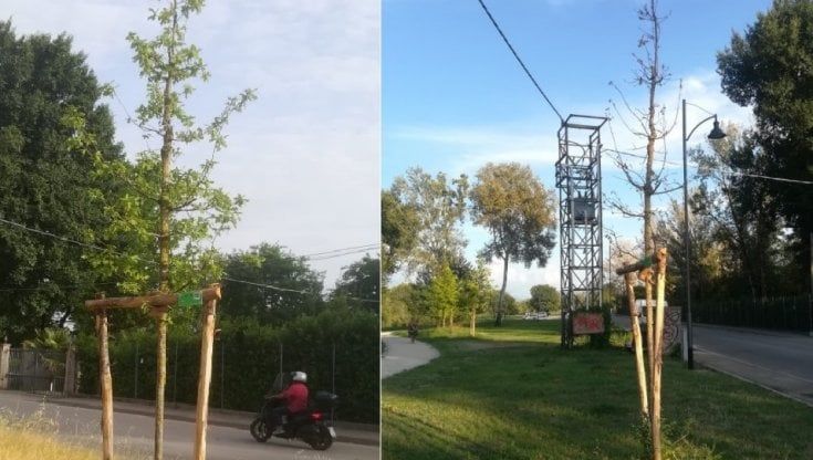 “Ho donato un albero ma non lo piantano e quello prima è morto” 