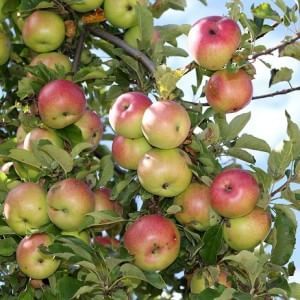 "Troppi pesticidi nei meleti. La soluzione è l'agricoltura bio"