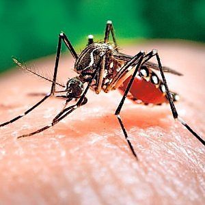 Virus  Zika, Brasile stanzia fondi per trovare un vaccino: mette a rischio donne in gravidanza 