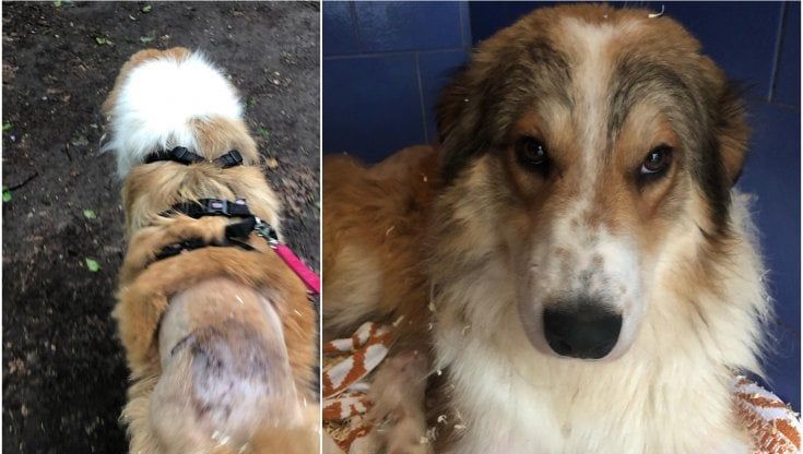 La storia a lieto fine del cane Buco, colpito con una roncola e abbandonato: ora ha trovato una famiglia