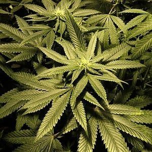 Trapani, marijuana pronta per lo spaccio: arrestati due fratelli di Marsala