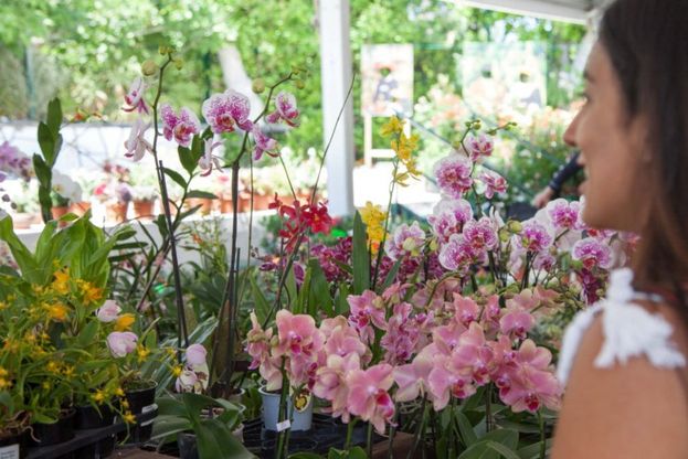 Ipomea, a Ischia un trionfo di piante, insetti e fiori rari