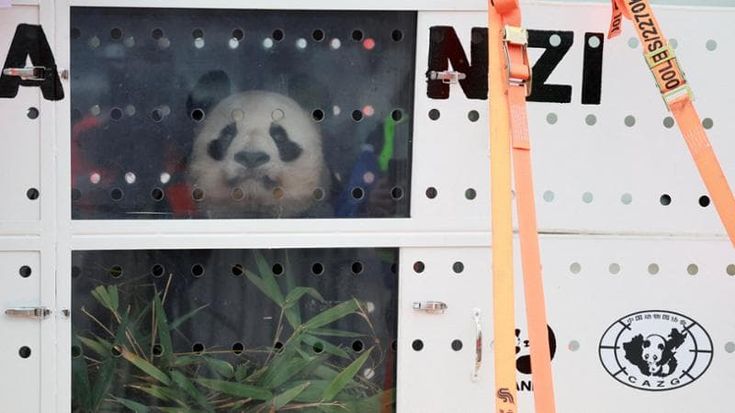 Francia, la coppia di panda giganti simbolo di Beauval tornano in Cina: “Huan Huan è malata”
