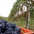 Vino adulterato, undici arresti e sei aziende sotto sequestro: blitz tra Lecce e Brindisi