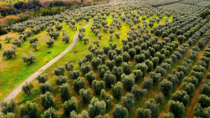 Olio evo, tra prezzo e valore: perché la filiera cerca nuove alleanze