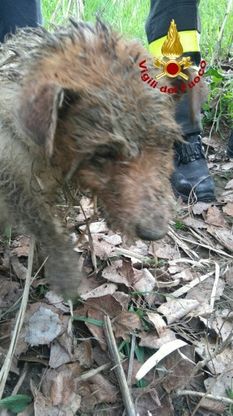 Scandicci, il cane finisce nella buca della nutria