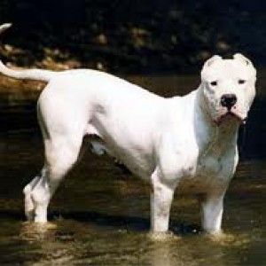 Animali: taglia le orecchie ai suoi cani, denunciato