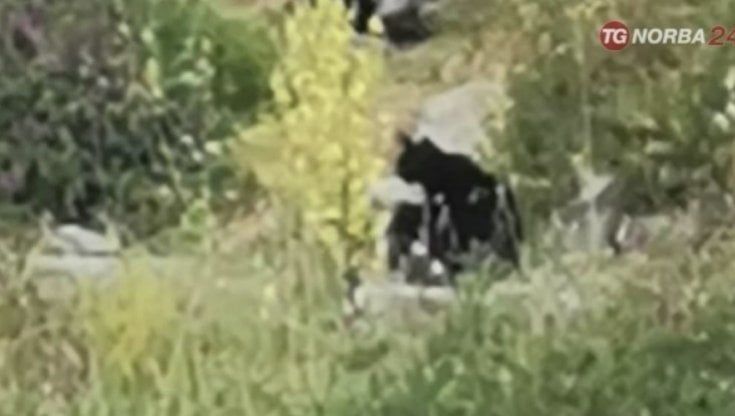 La Puglia in versione Savana: "La pantera forse è morta, ma il serval africano si sta riproducendo. E non è una buona notizia"