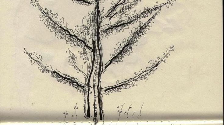 Gli alberi di Napoli e il silenzio dei vicoli