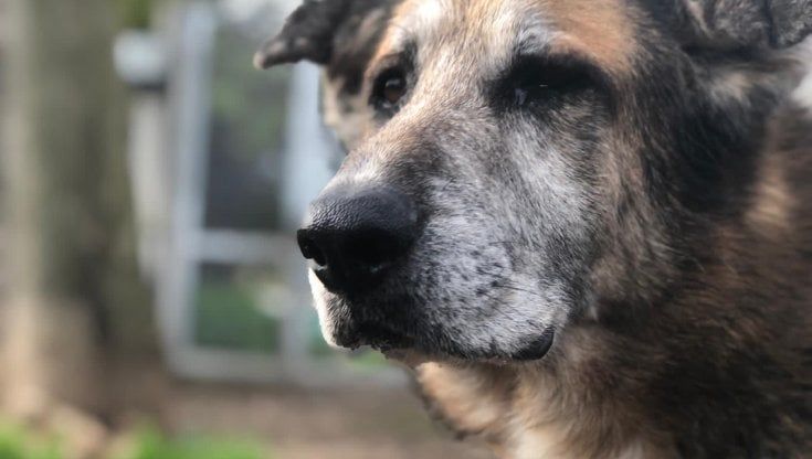 "Nei canili del Comune animali morti e negligenze": Enpa e Lndc in Procura a Roma