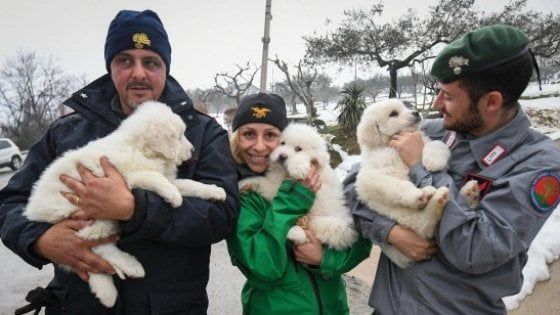Terremoto, in arrivo a Bologna 35 cani e gatti salvati in Abruzzo