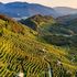 Crisi idrica in Veneto: vigneti monitorati con foglie elettroniche e droni