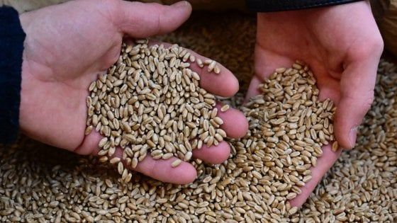Benevento, sequestrate oltre mille tonnellate di grano duro 