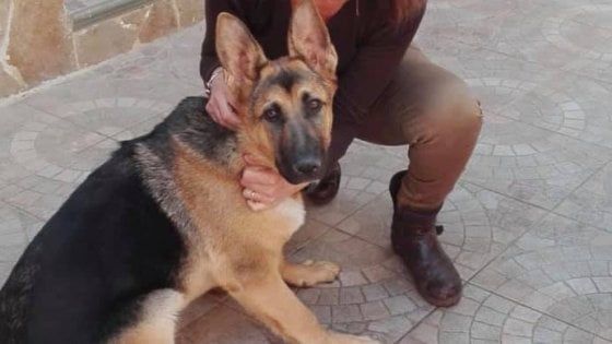 Brindisi, cucciolo di cane ritrovato dopo 13 giorni: "Merito del passaparola sui social"
