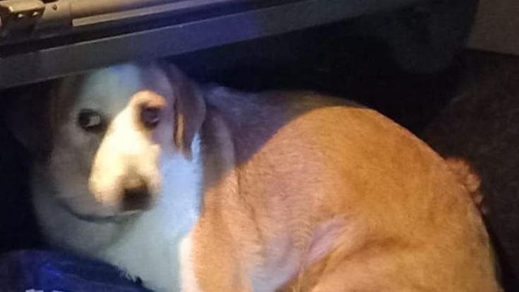 Chiude il cane in auto e va alla festa di Monopoli: i vigili salvano l’animale e lo denunciano