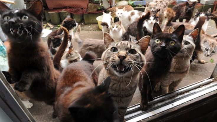 Troppi animali: questa casa non è uno zoo