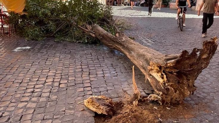 Cade l’albero storico davanti al Museo di Roma in Trastevere: “Radici soffocate dai sampietrini”